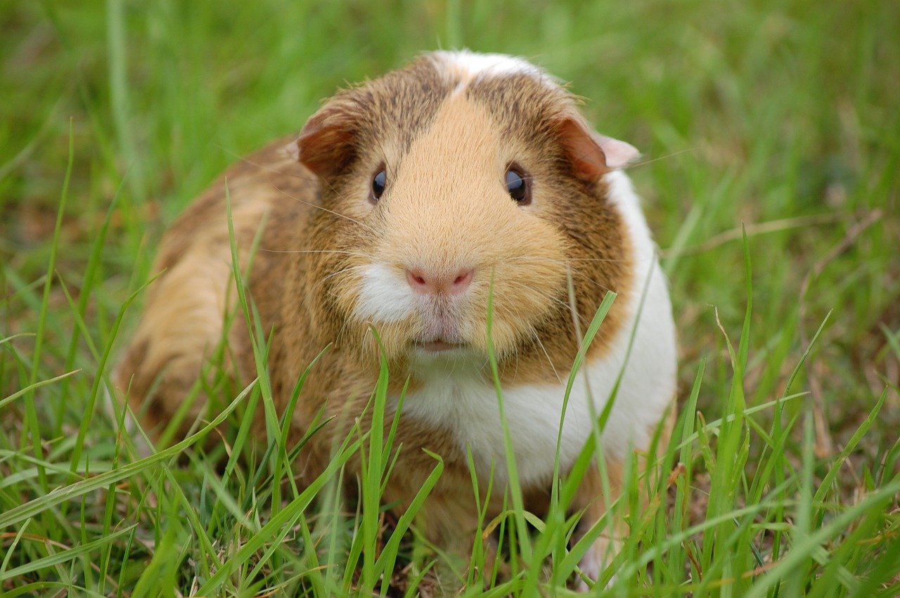 Following You: The Pursuit of Companionship (image credits: pixabay)