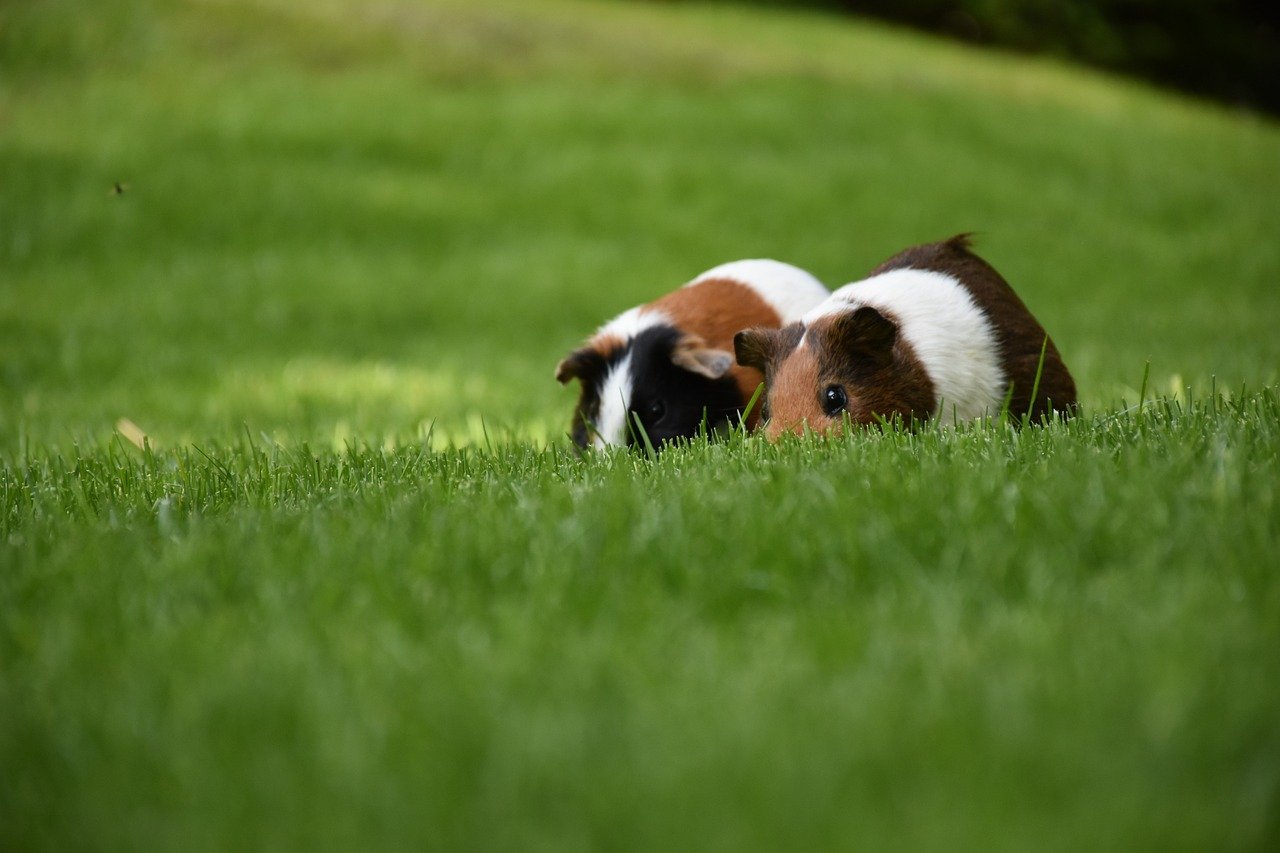 Gentle Biting: The Playful Sign of Affection (image credits: pixabay)