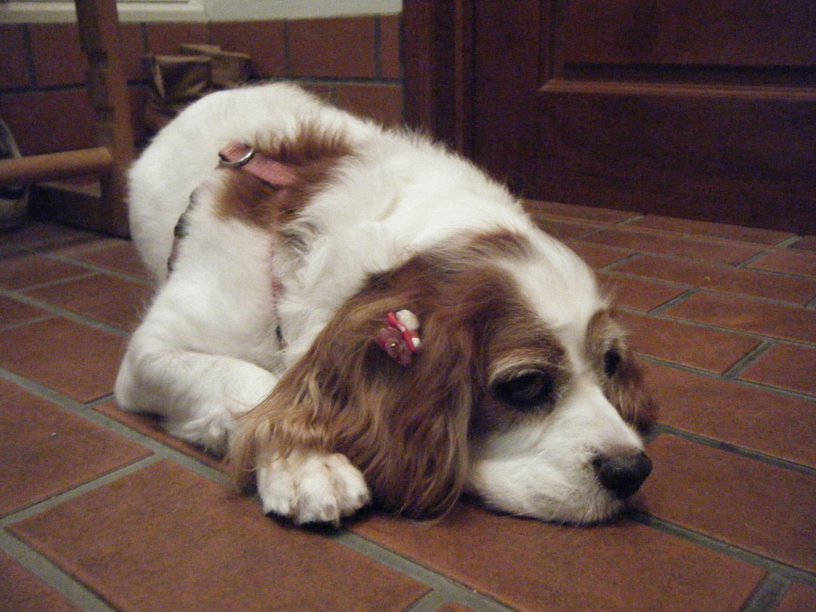 Cavalier King Charles Spaniels: Mitral Valve Disease (image credits: wikimedia)