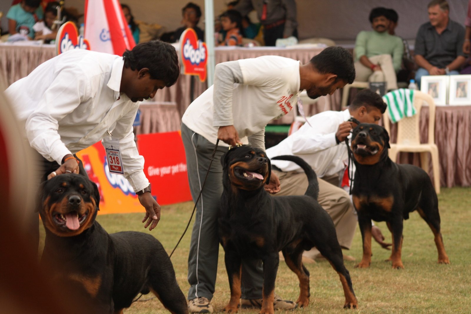 Socializing Your Rottweiler (image credits: wikimedia)