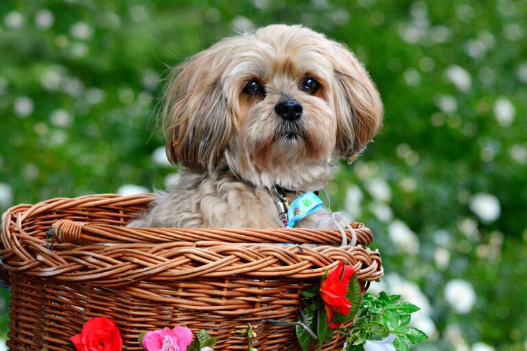 10 Things You Need To Know About a Lhasa Apso