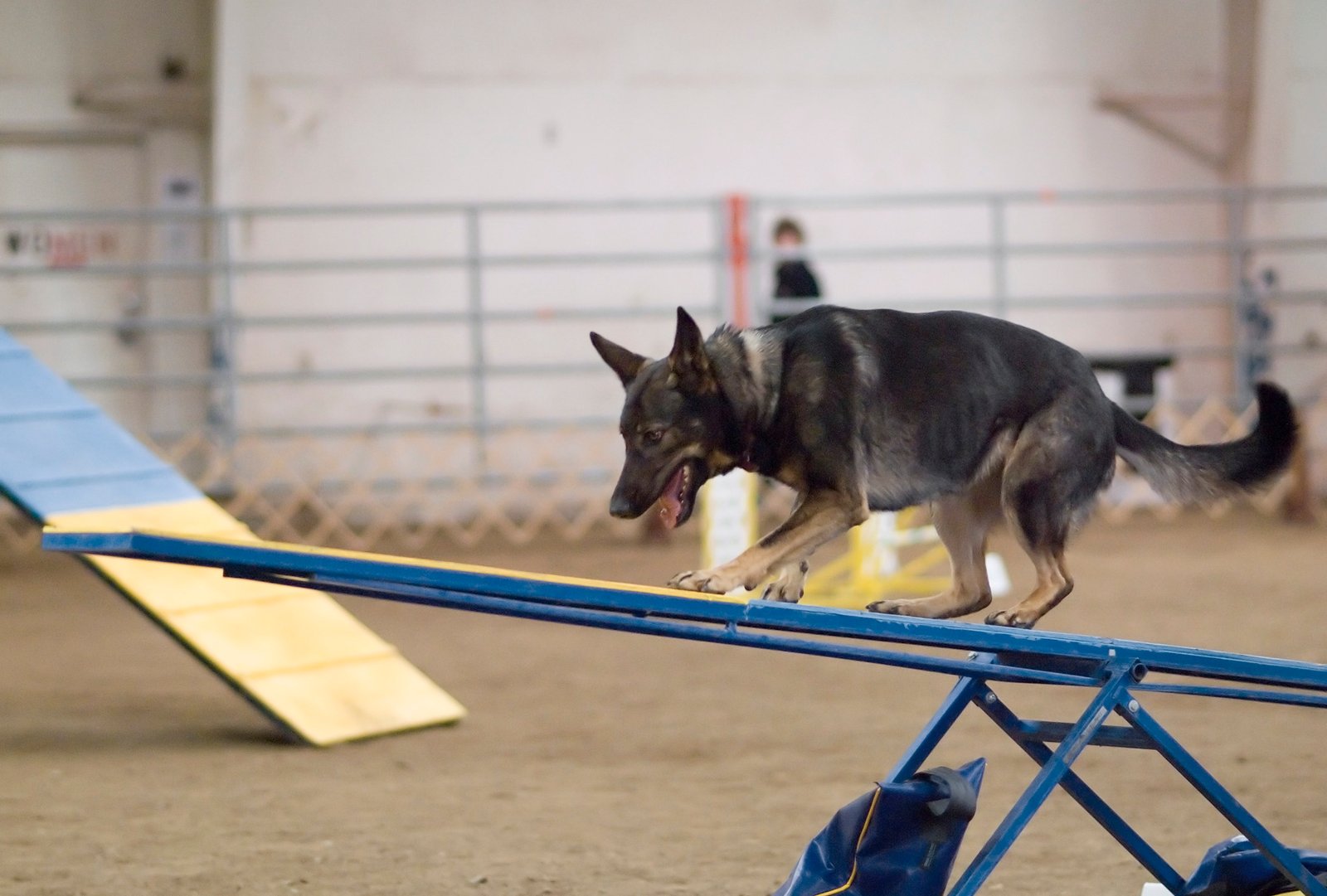 Agility Training: A Fun Challenge (image credits: wikimedia)