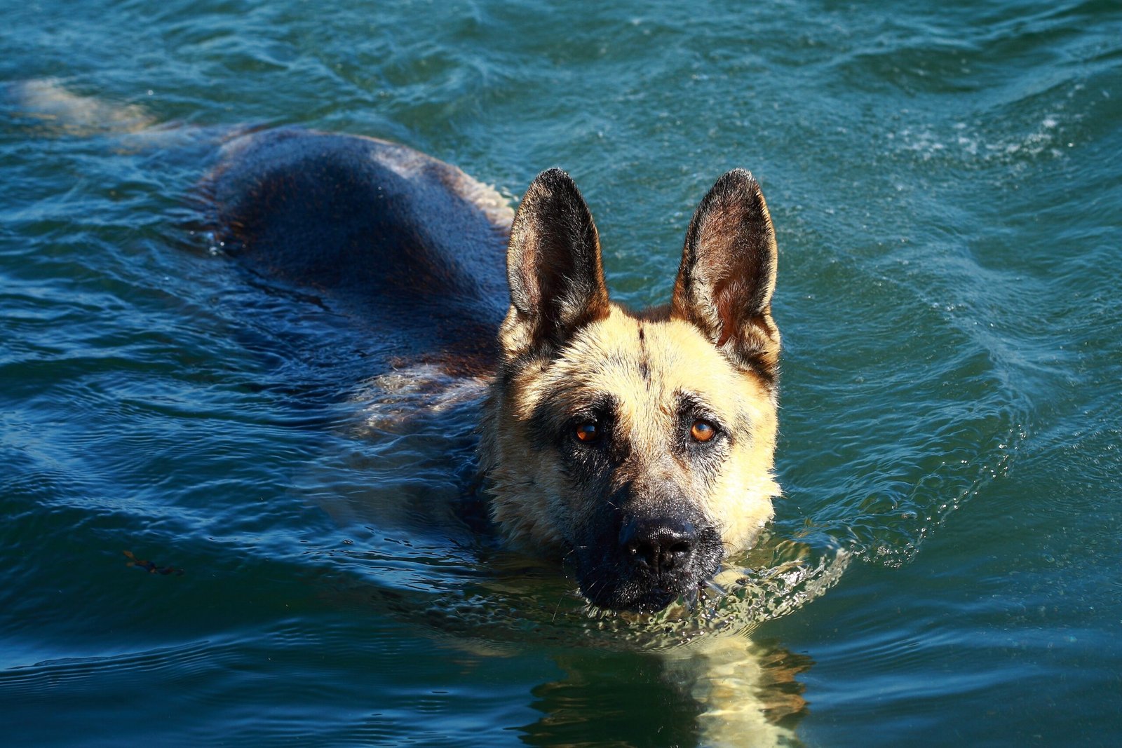 Swimming Sessions: Dive into Fun (image credits: wikimedia)