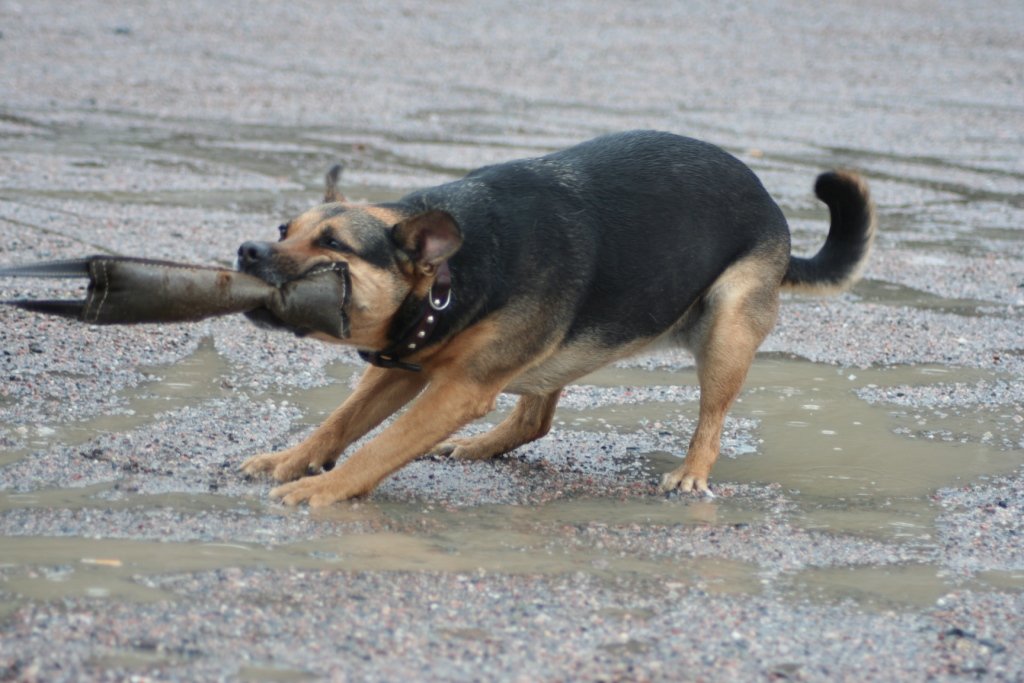 Tug-of-War: A Game of Strength and Strategy (image credits: wikimedia)