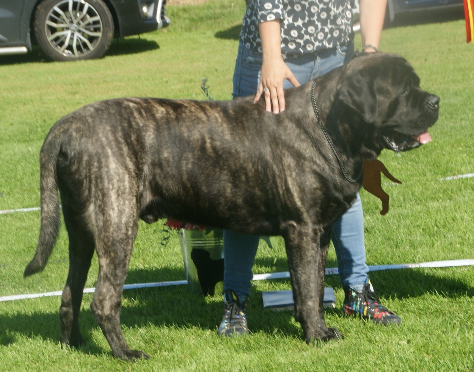 Training and Socialization: Building a Family-Friendly Companion (image credits: wikimedia)