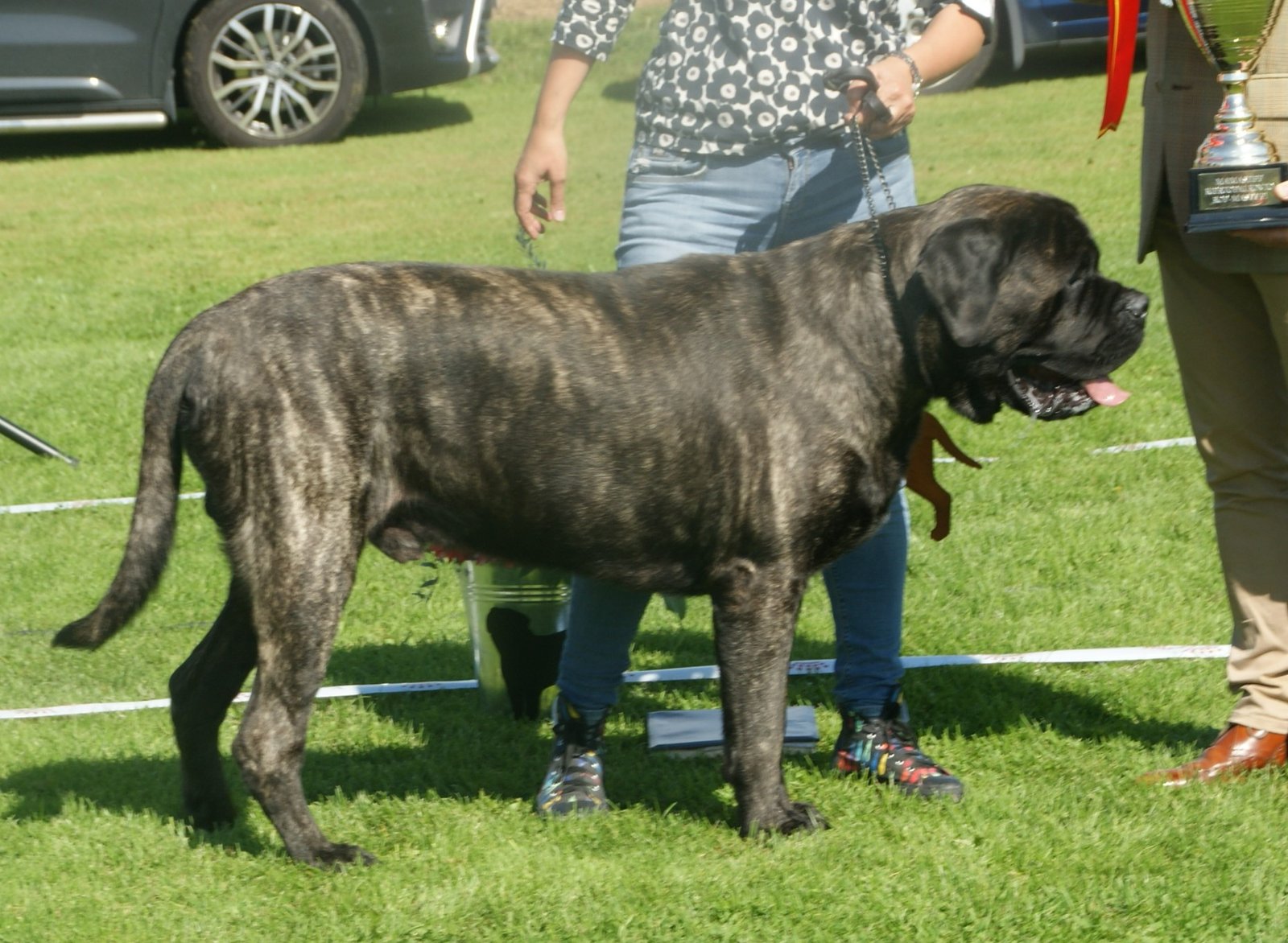 Assessing Compatibility: Is a Mastiff Right for Your Family? (image credits: wikimedia)