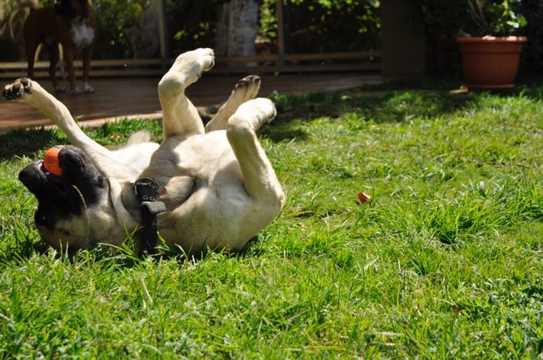 Are English Mastiffs Safe and Gentle With Kids?