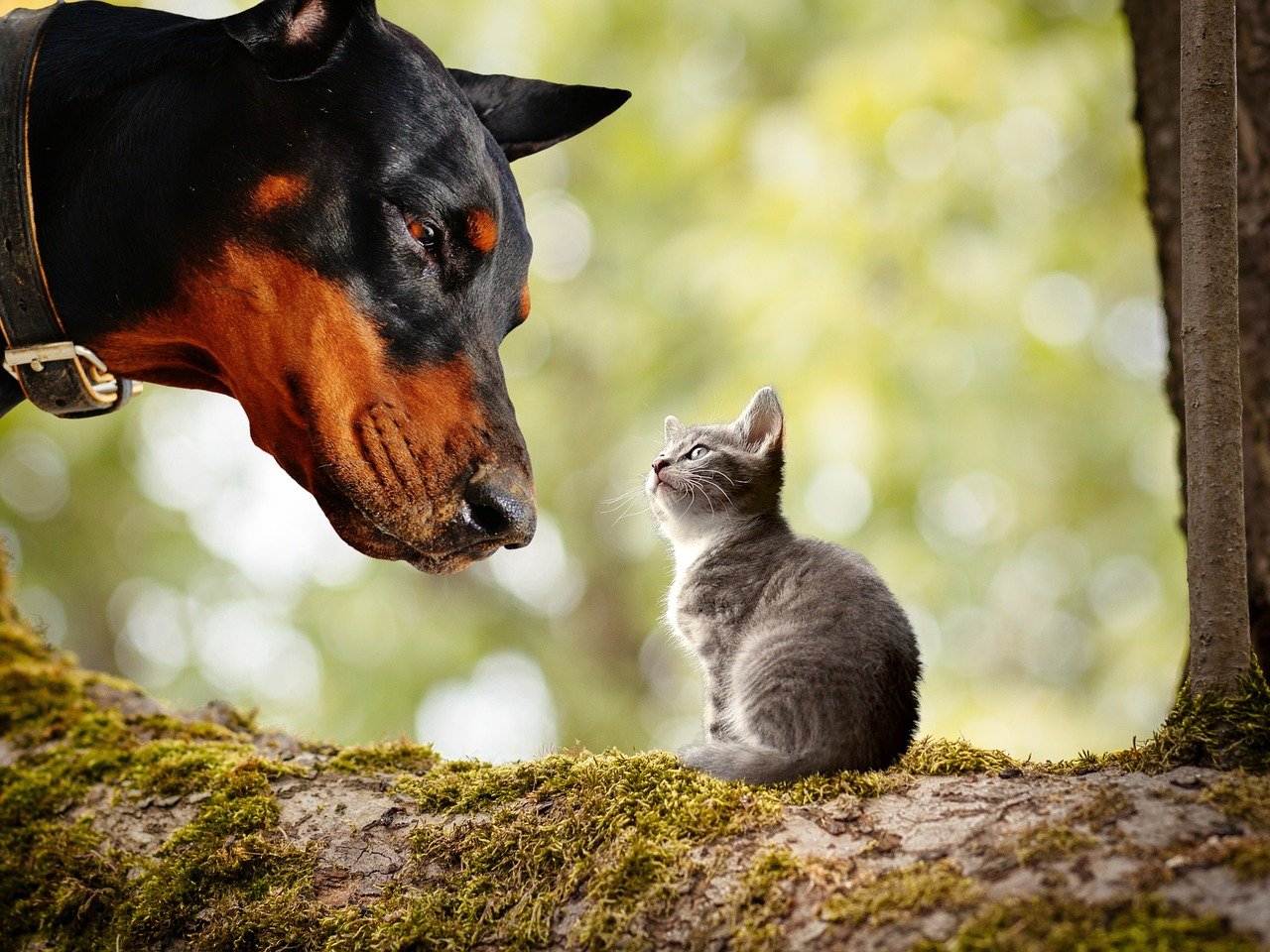 The Head Tilt: Curiosity and Understanding (image credits: pixabay)