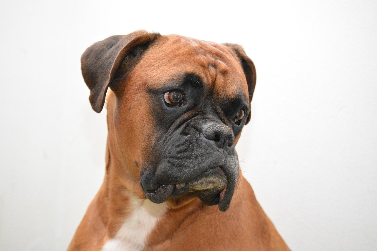 Boxer: The Energetic Sentry (image credits: pixabay)