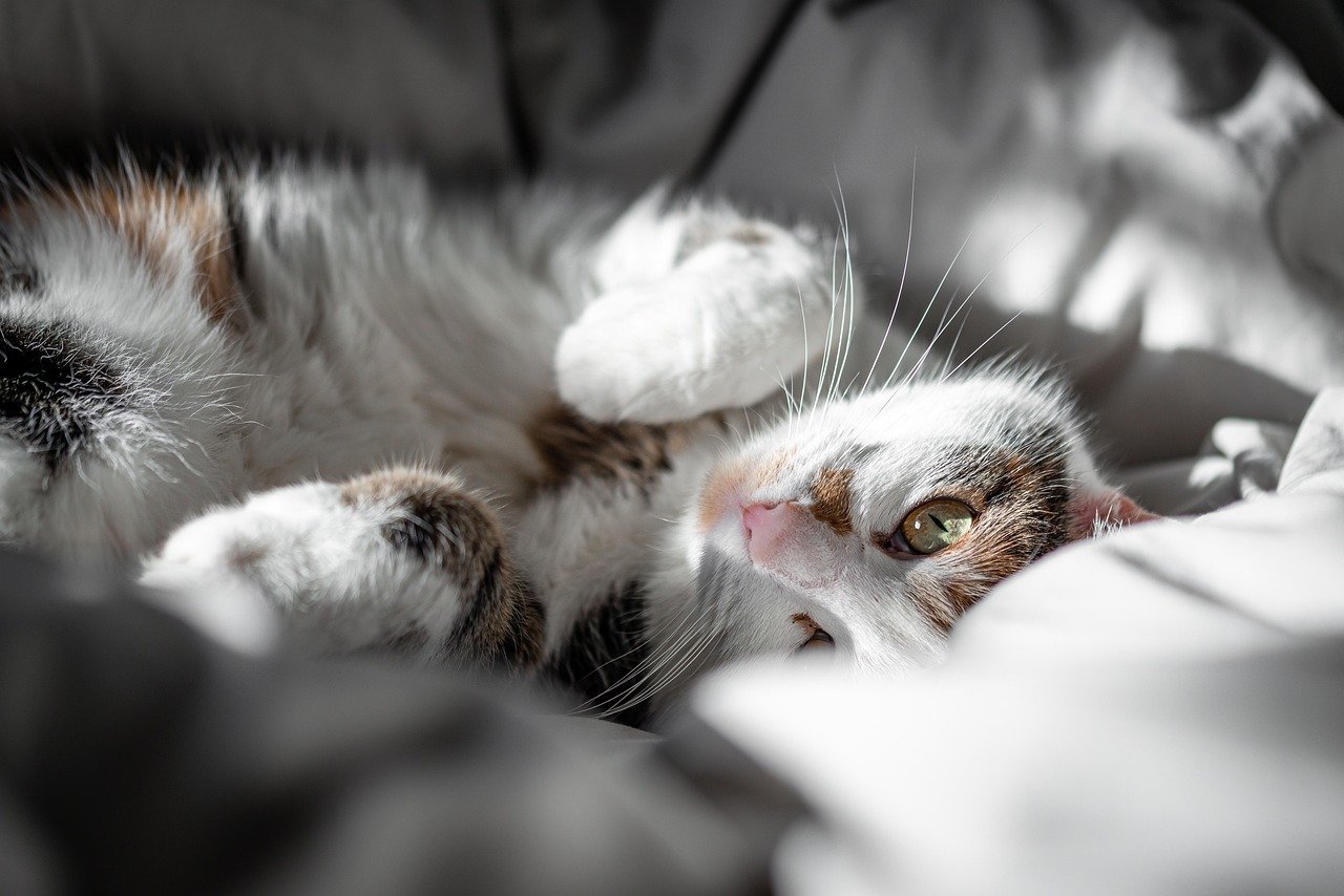 Purring in Your Presence (image credits: pixabay)