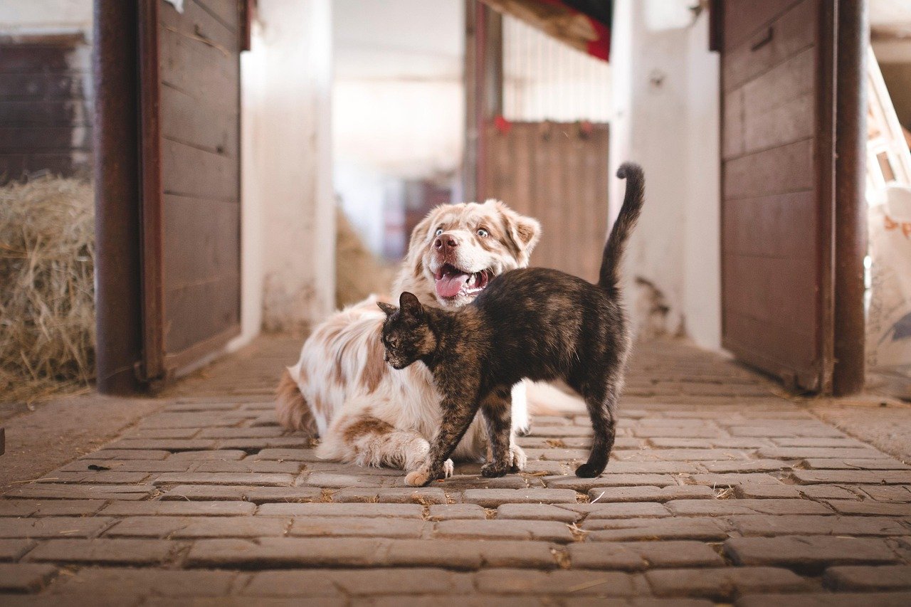 Socialization: Making New Friends (image credits: pixabay)