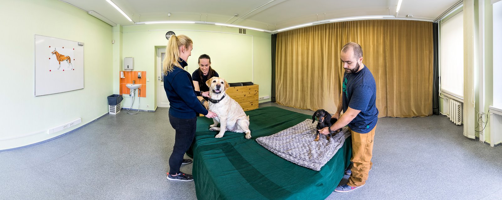 10 Activities To Keep a Senior Dog Happy and Feel Wanted