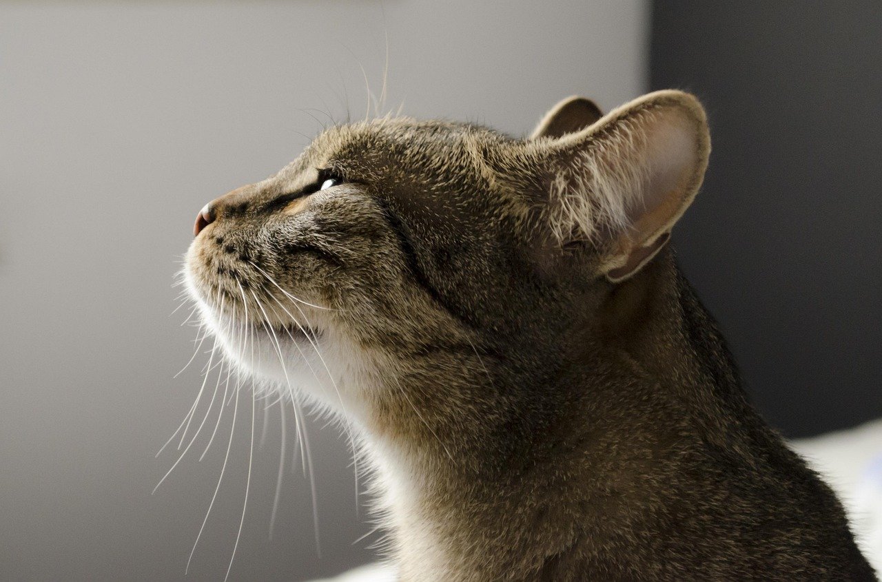 A Nose for Changes: Cats’ Acute Sense of Smell (image credits: pixabay)
