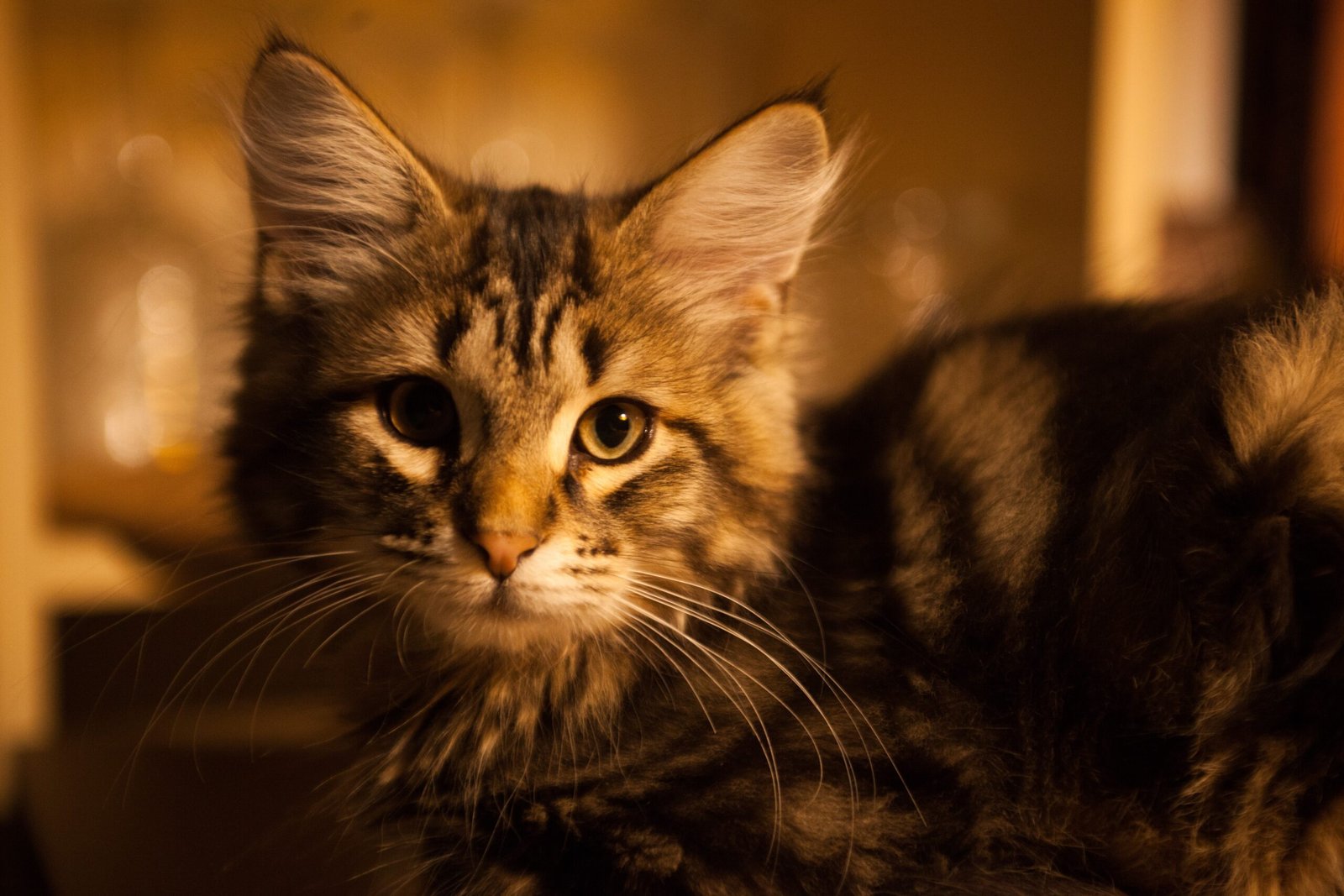 Conclusion: The Enigma of Cats and Their Abilities (image credits: wikimedia)
