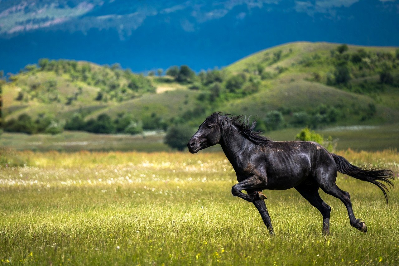 Freedom to Move and Exercise (image credits: pixabay)