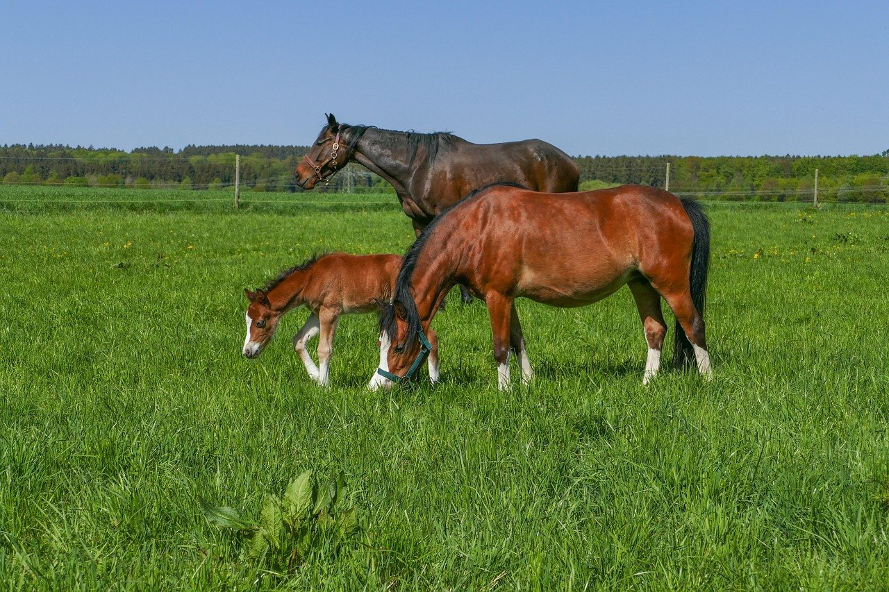 Social Interaction in Herds (image credits: pixabay)