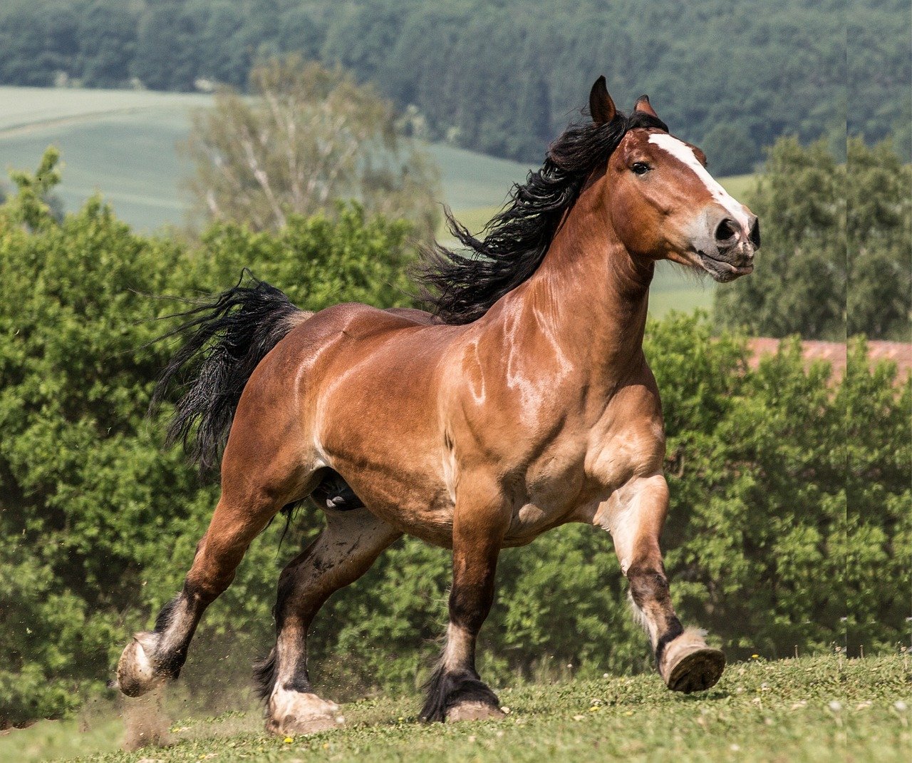 Enhanced Hoof Health (image credits: pixabay)
