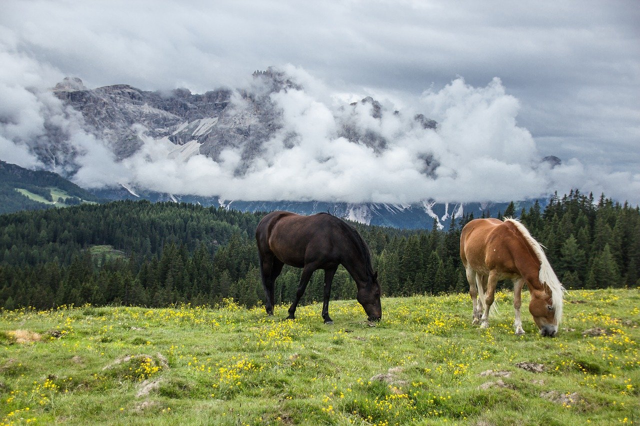 Connection to Nature (image credits: pixabay)