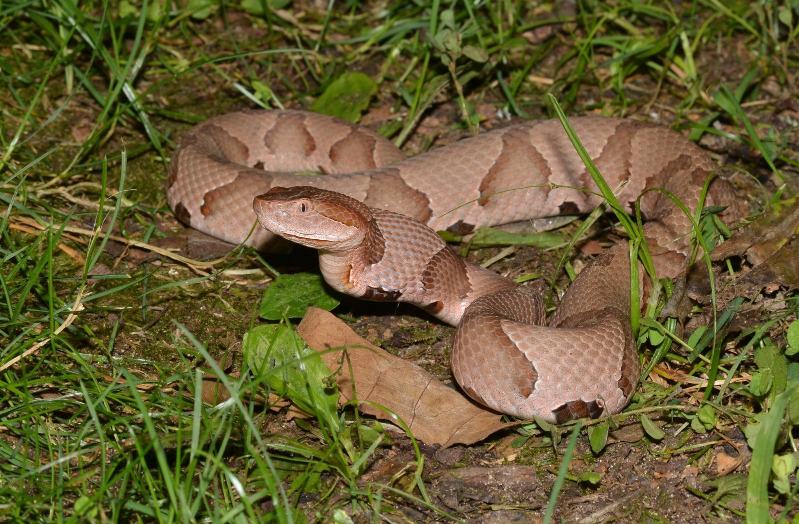 Copperhead: The Master of Camouflage (image credits: wikimedia)