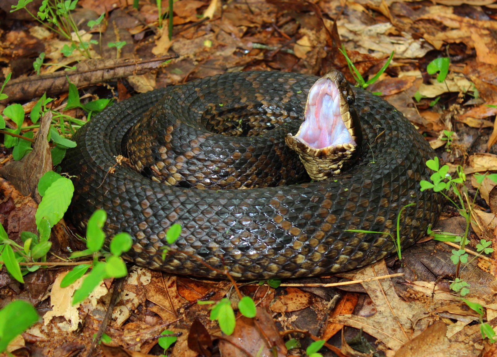 Cottonmouth: The Aquatic Predator (image credits: wikimedia)