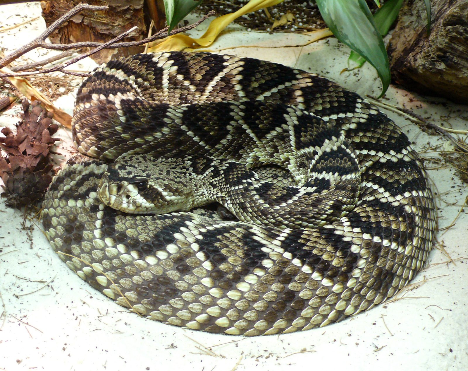 Eastern Diamondback Rattlesnake: The Giant of the Southeast (image credits: wikimedia)