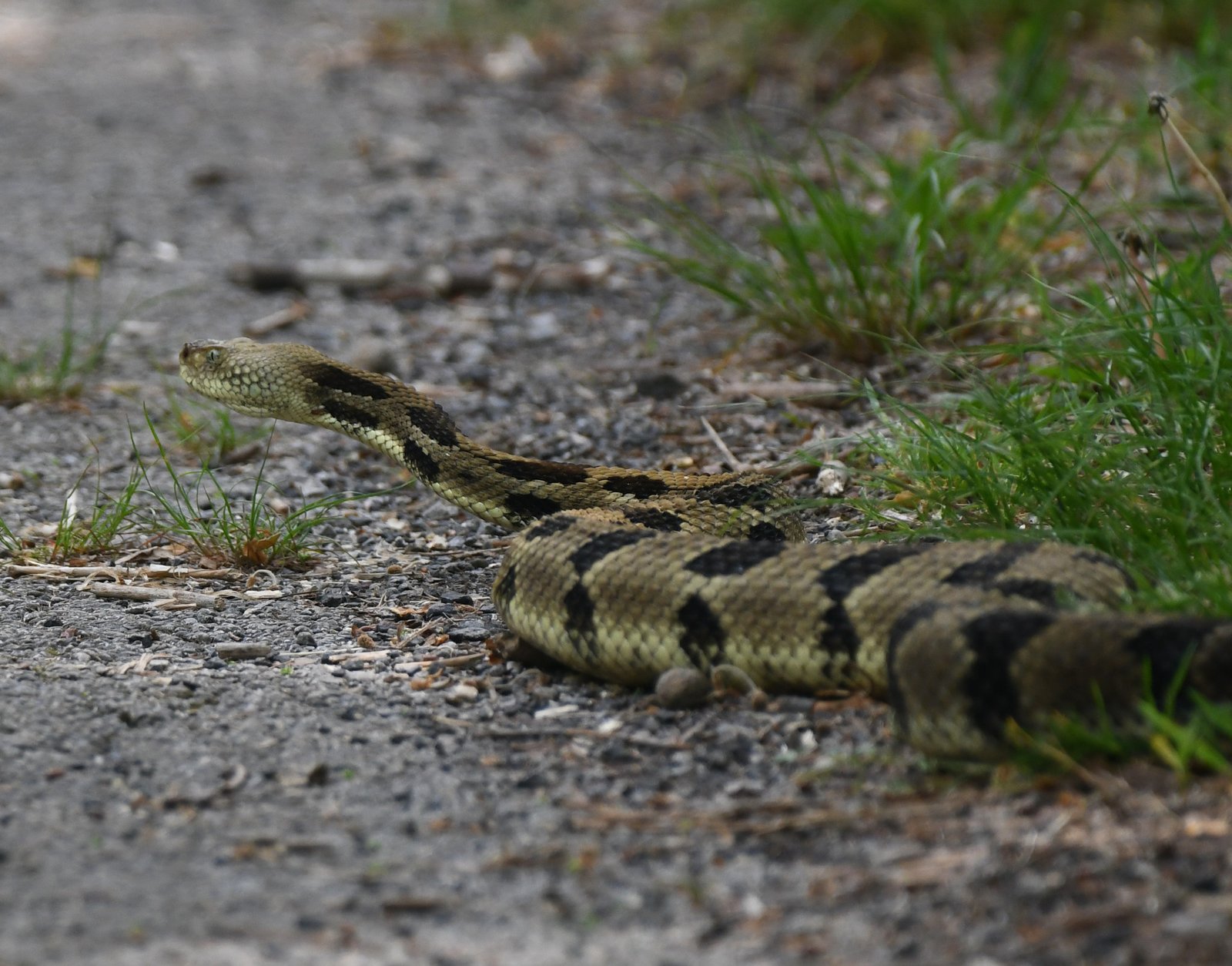 Timber Rattlesnake: The Silent Stalker (image credits: wikimedia)