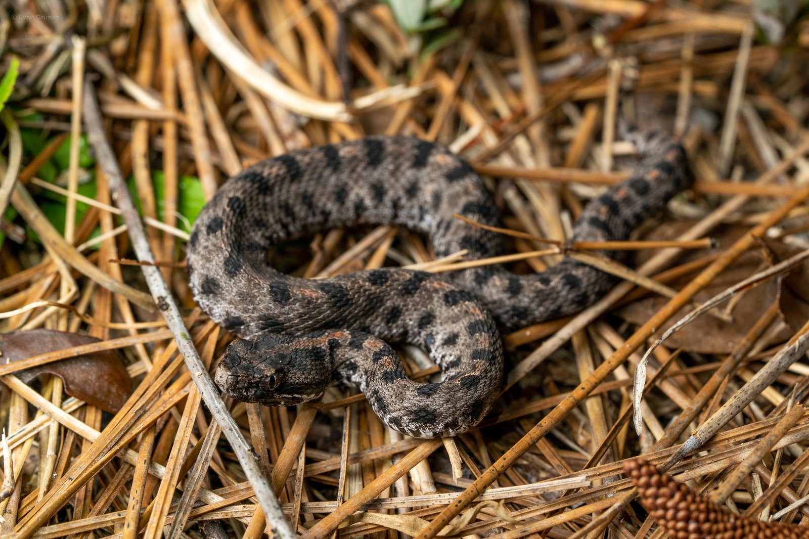Pygmy Rattlesnake: The Small but Mighty (image credits: wikimedia)