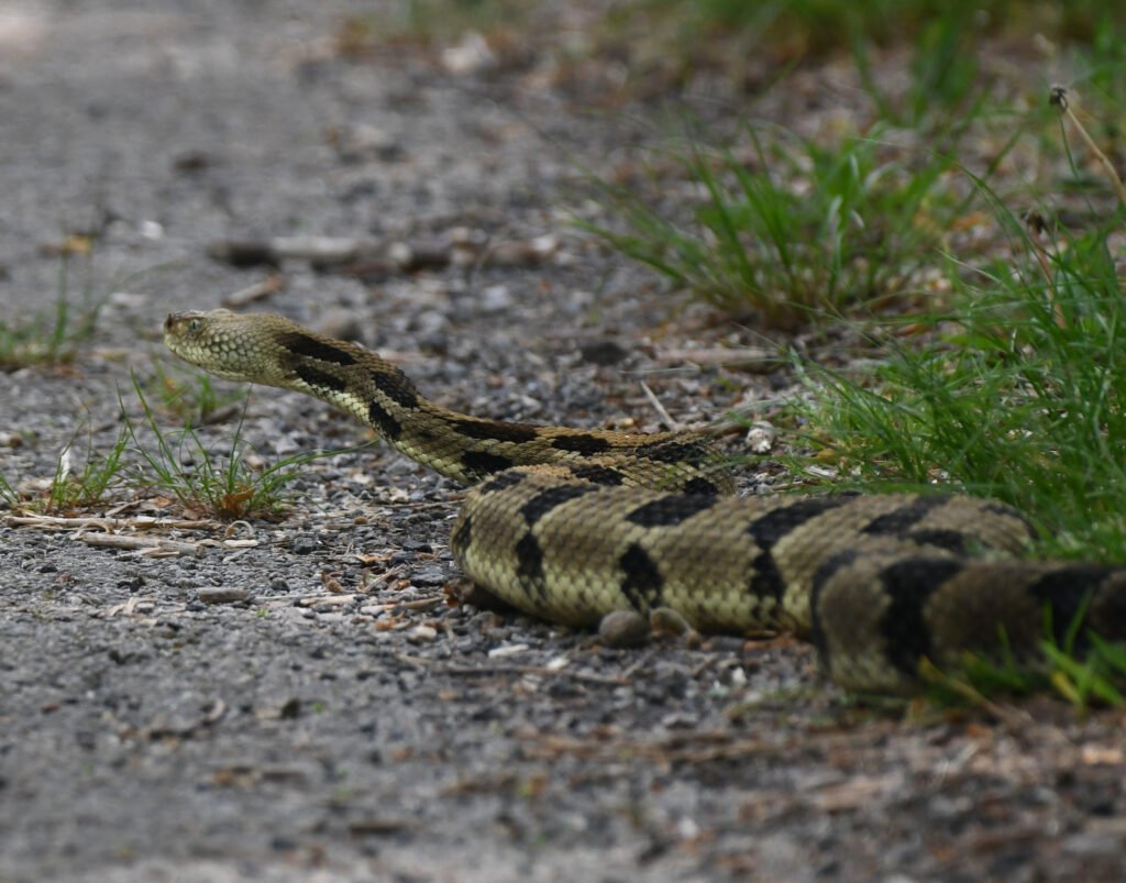 The Six Deadliest Snakes of North Carolina: Have You Seen Any One of Them?