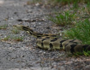 The Six Deadliest Snakes of North Carolina: Have You Seen Any One of Them?