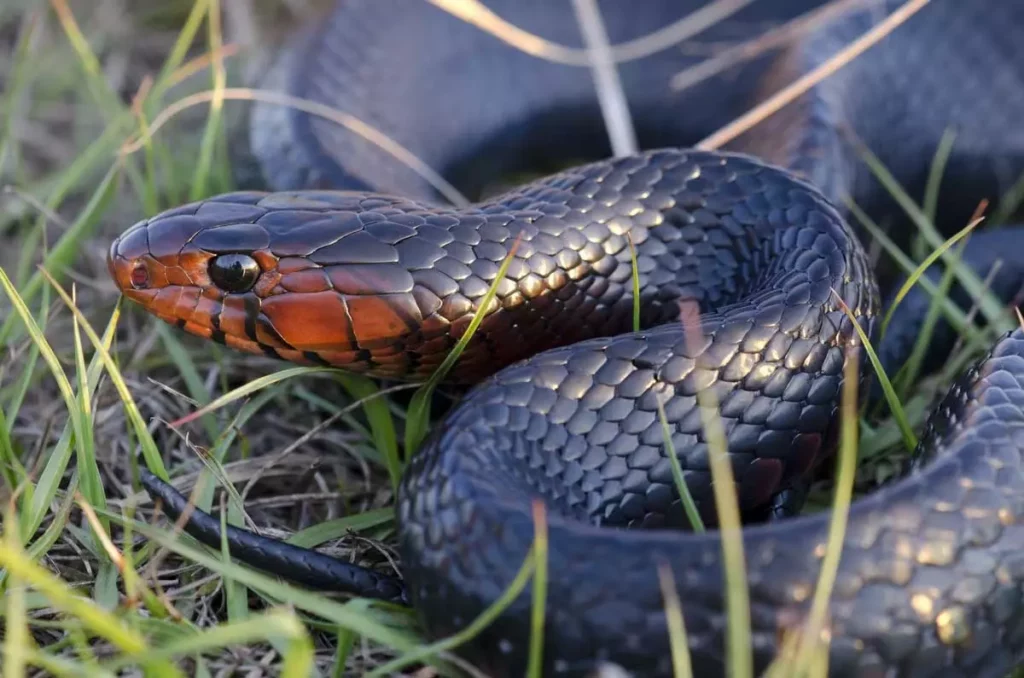 Eastern Indigo Snake: The Gentle Giant