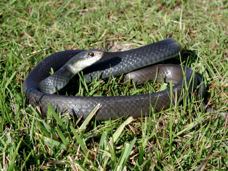 9 Types of Black Snakes in North Carolina