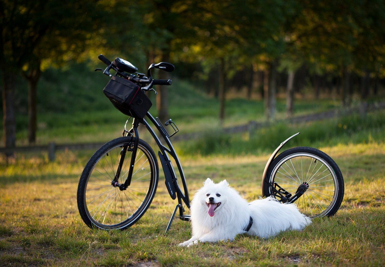 The Comfort of Routine (image credits: pixabay)