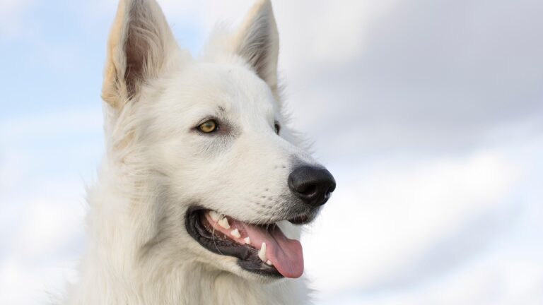 10 Ways To Look at The World From a Dog's Perspective