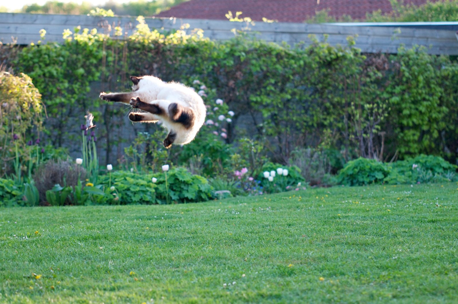 Instinctual Play with Prey (image credits: wikimedia)