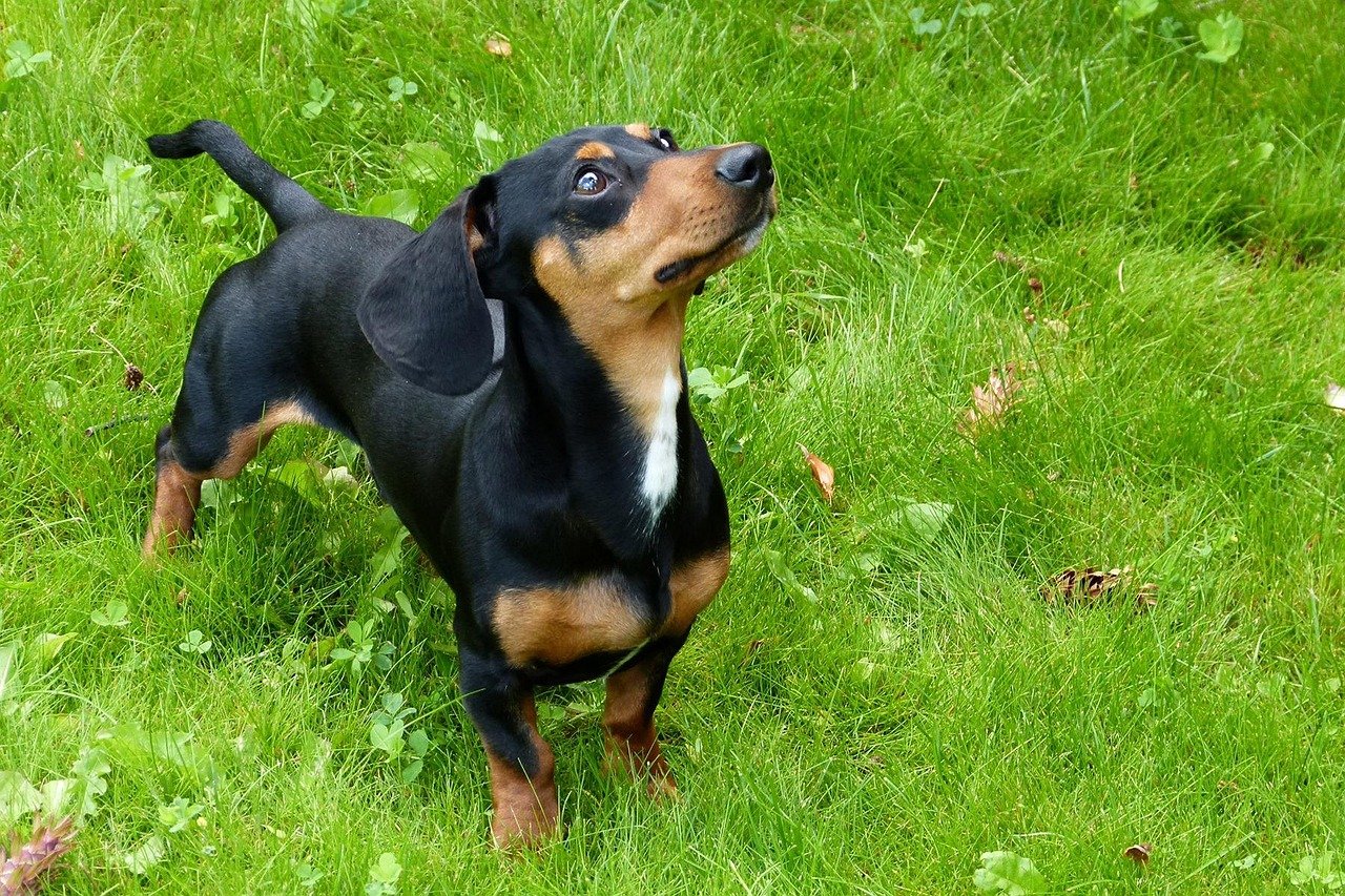 The Determined Dachshund (image credits: pixabay)