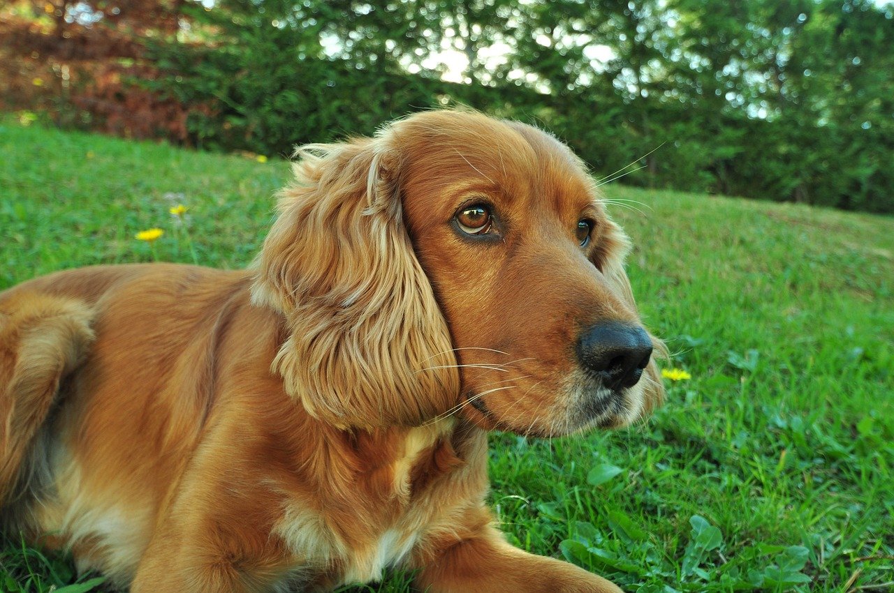 The Curious Cocker Spaniel (image credits: pixabay)
