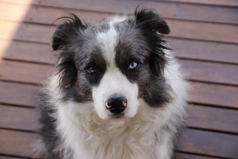 10 Ways To Keep A Senior Border Collie Healthy and Happy