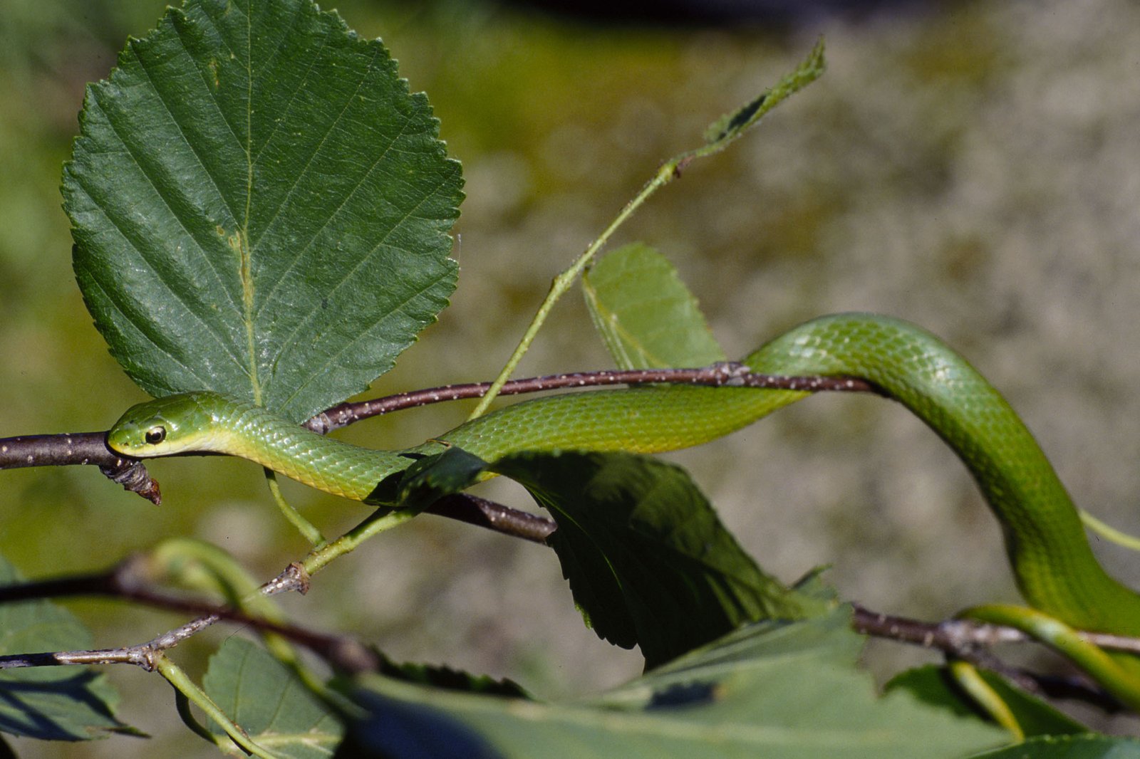 Smooth Green Snake (image credits: wikimedia)