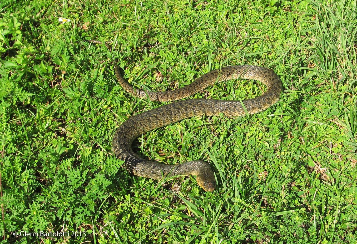 Florida Green Water Snake (image credits: wikimedia)