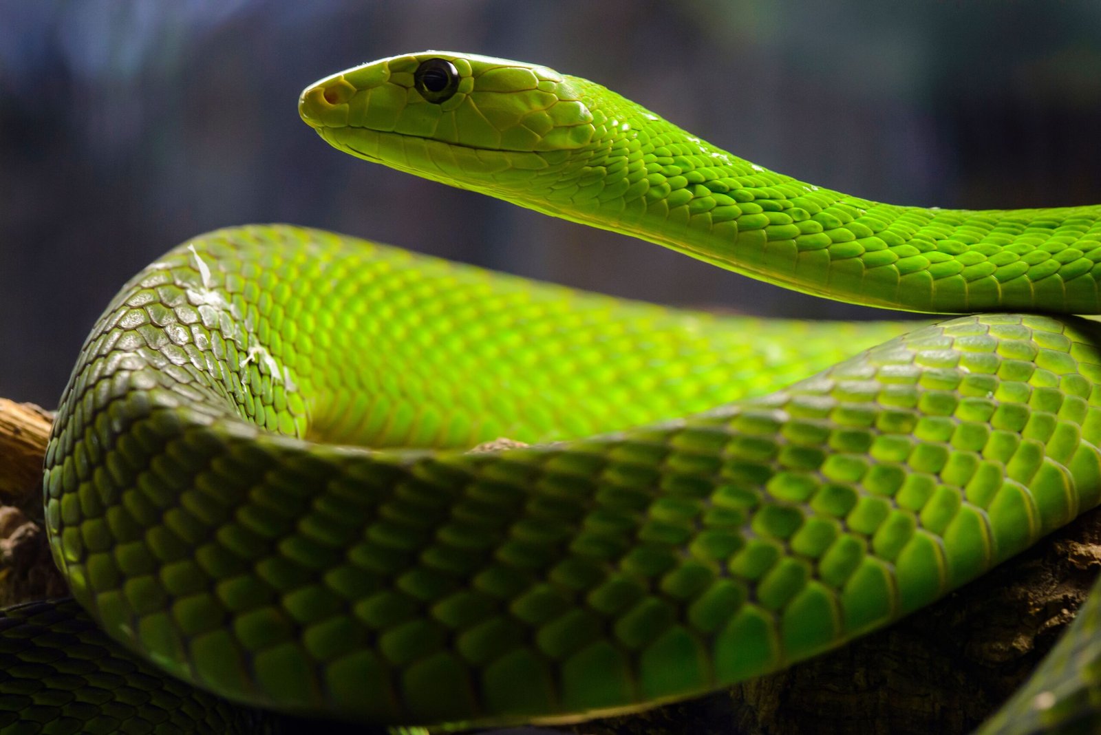 Eastern Green Mamba (image credits: wikimedia)