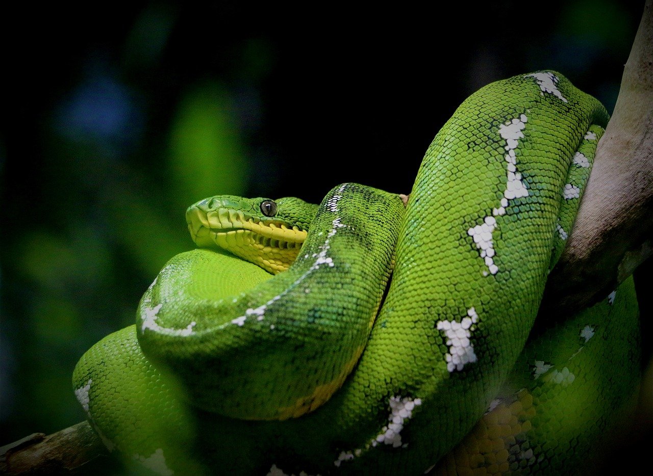 Emerald Green Boa (image credits: pixabay)