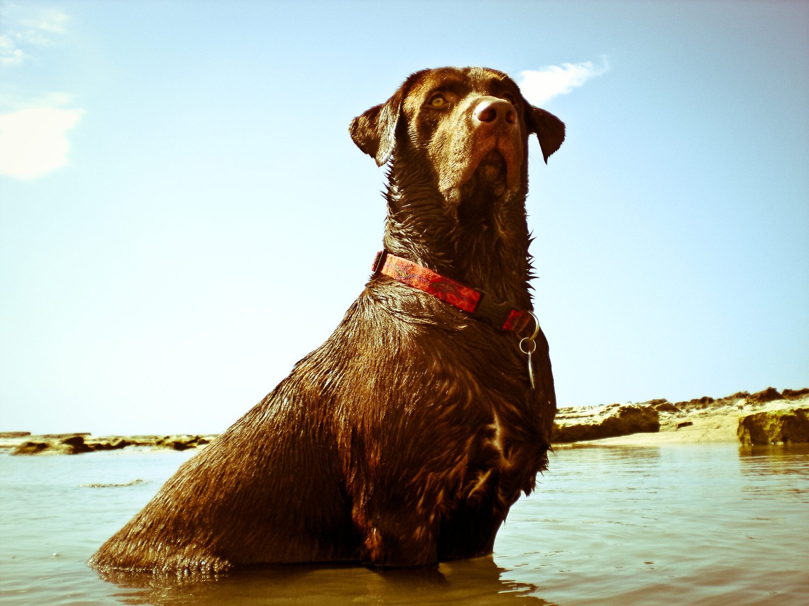 Labrador Retriever: The Classic Water Lover (image credits: wikimedia)