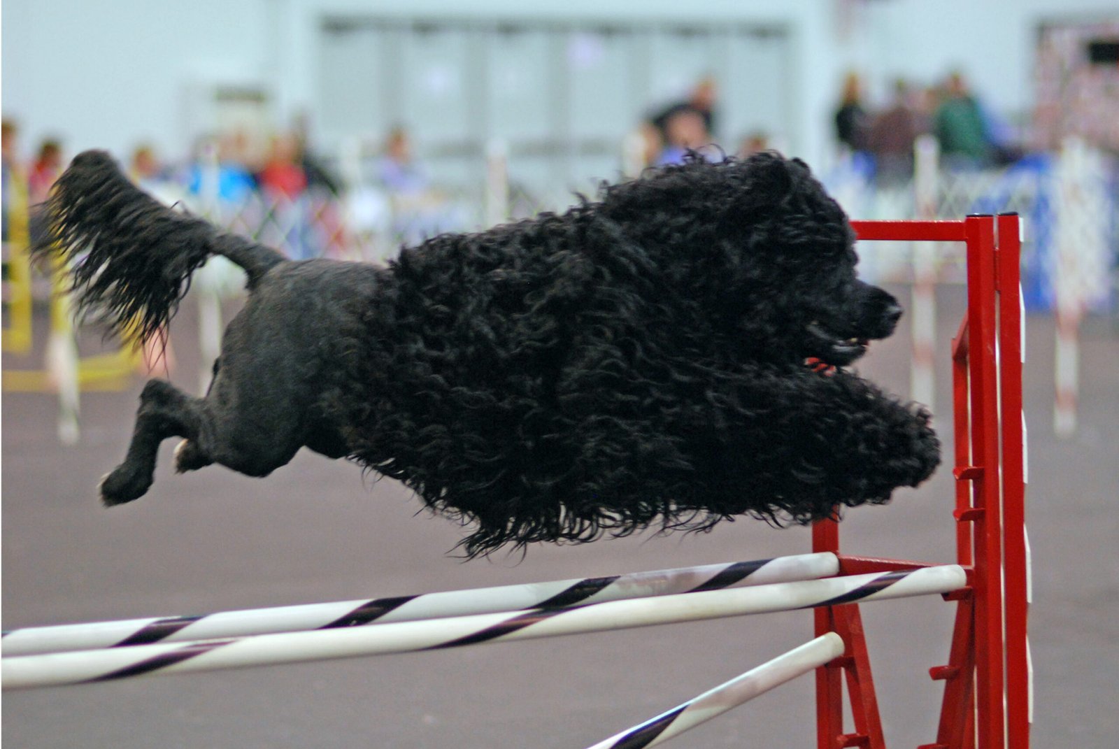 Portuguese Water Dog: Born for the Waves (image credits: wikimedia)