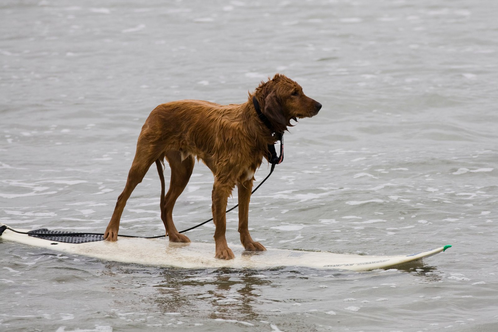 Golden Retriever: The Friendly Surfer (image credits: wikimedia)