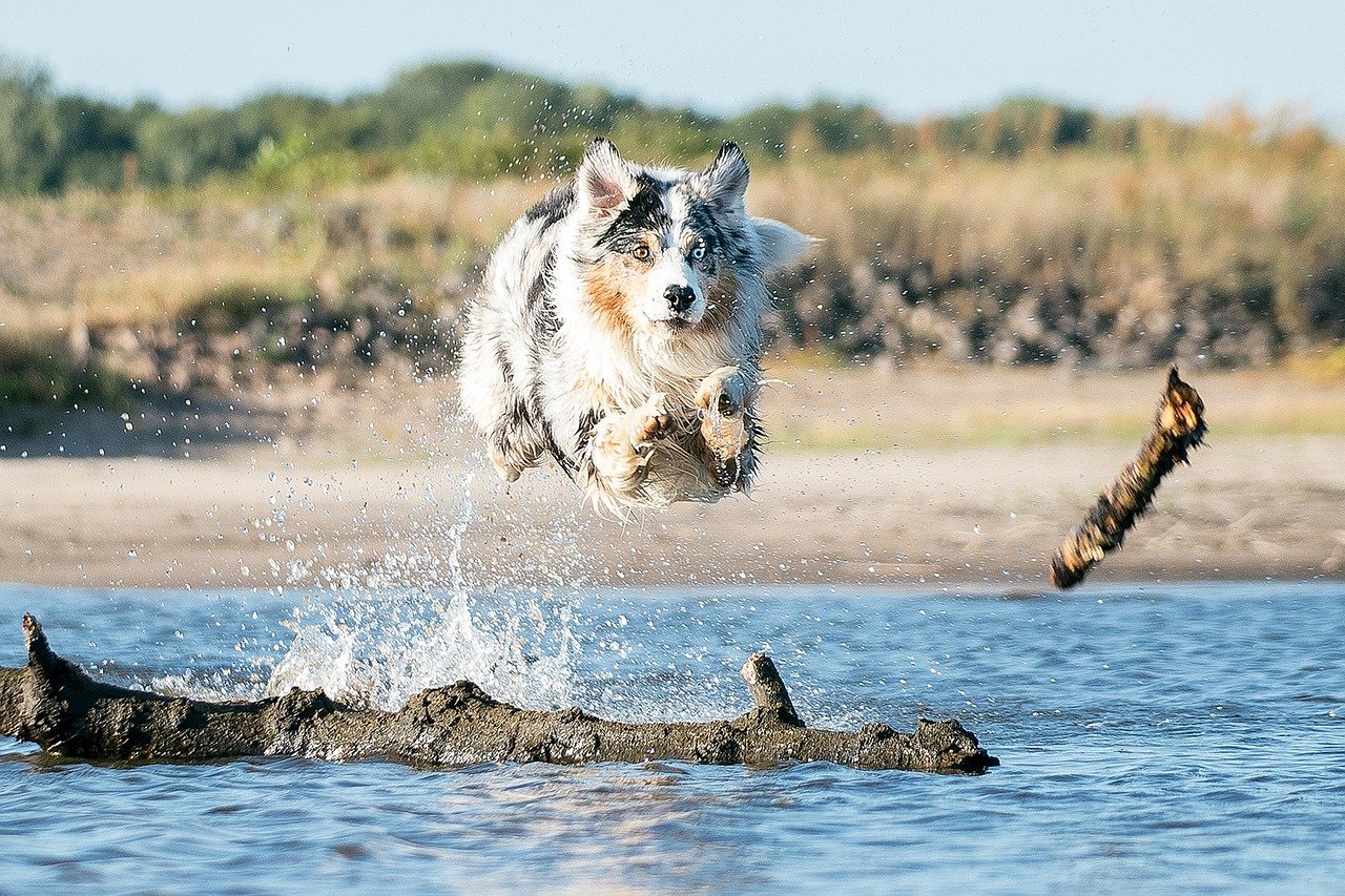 Australian Shepherd: The Agile Wave Rider (image credits: pixabay)