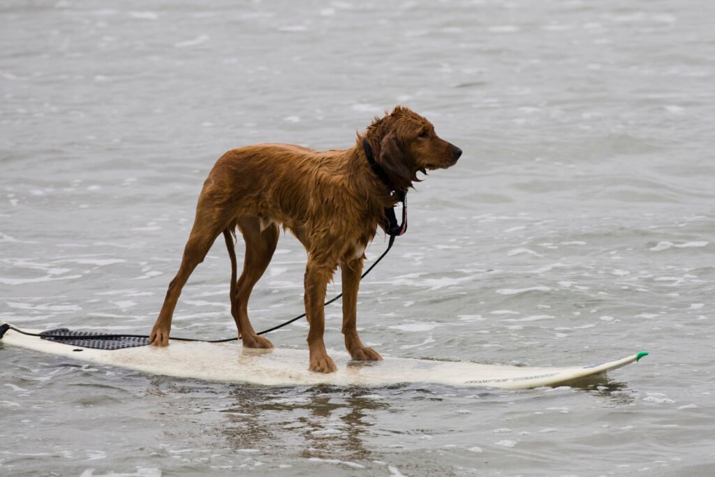 10 Dog Breeds Who Would Love Surfing Waves Along with You