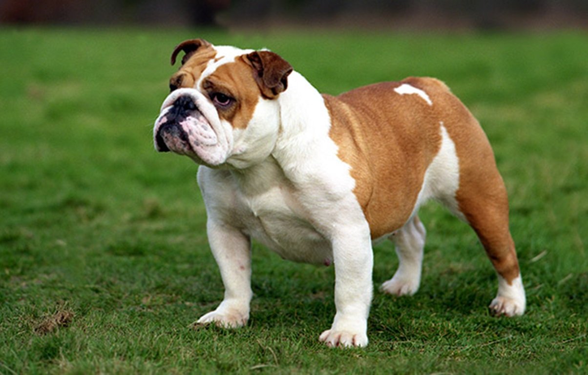 Bulldog: The Gentle Giant (image credits: wikimedia)