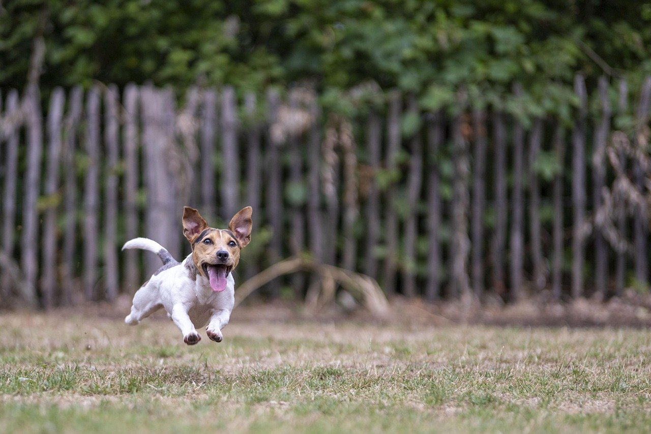 Jack Russell Terrier: The Fearless Little Dynamo (image credits: pixabay)