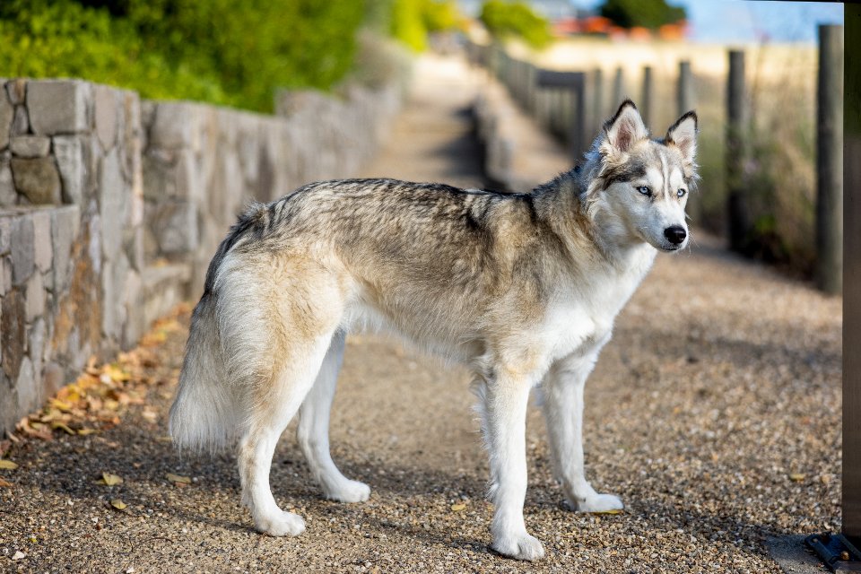 Siberian Husky: The Adventurous Spirit (image credits: stocksnap)