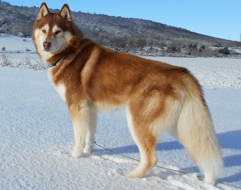 Connecticut: Siberian Husky (image credits: wikimedia)